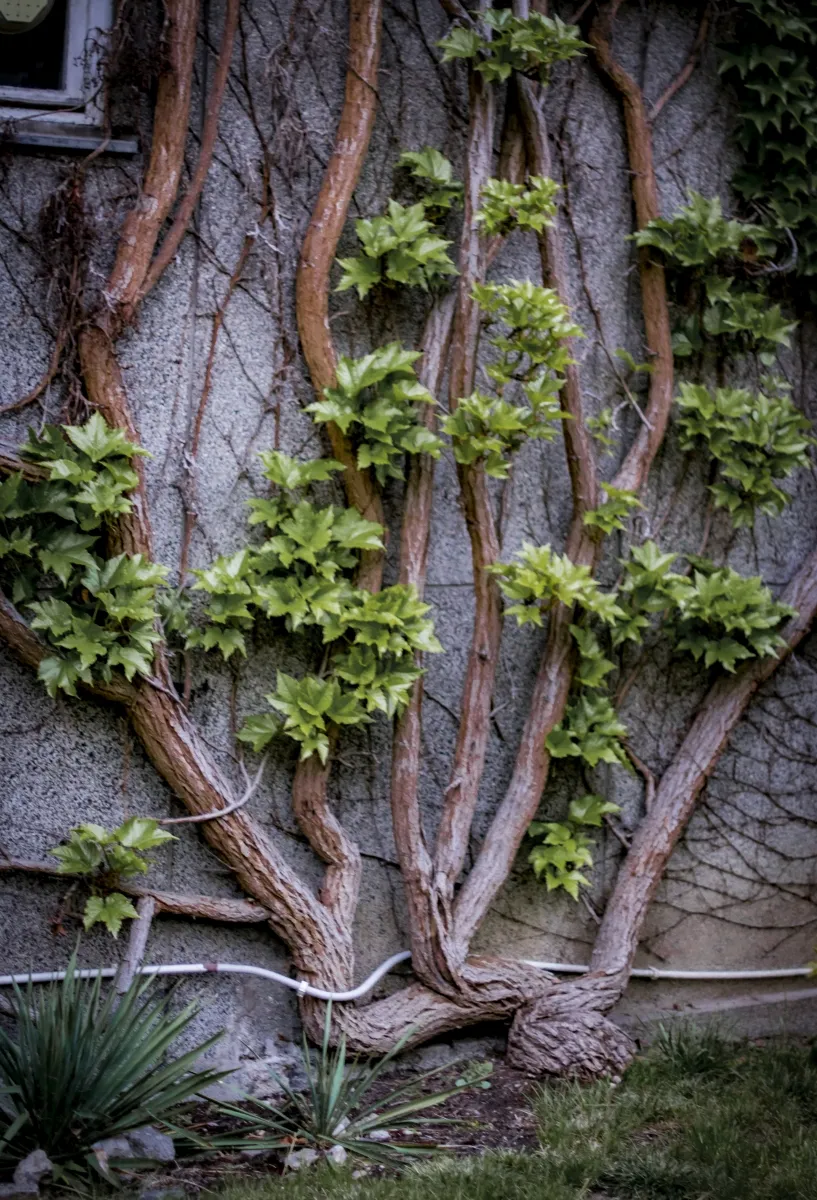 Climbing vines spreading across a textured wall